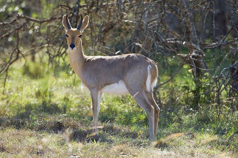 Mountain Reedbuck