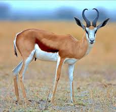 Springbuck (Common)
