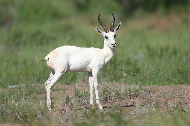 Springbuck (White)