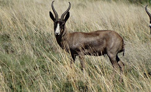 Springbuck (Black)