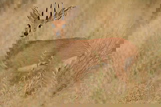 Steenbuck