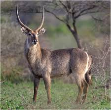 Waterbuck