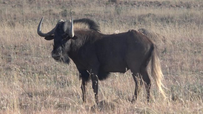 Black Wildebeest