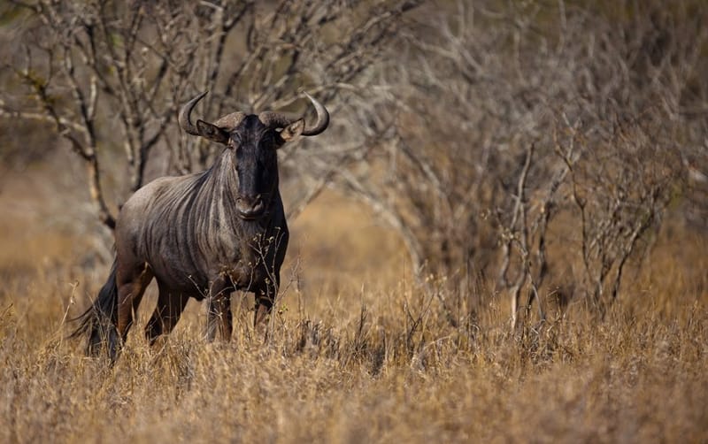 Blue wildebeest