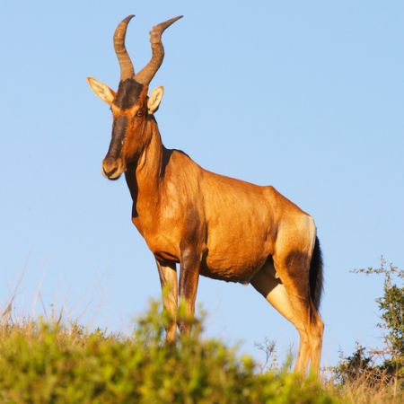 Red Hartebeest