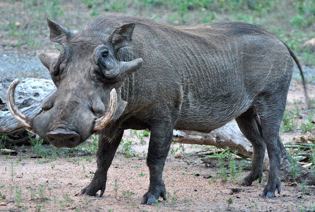 Warthog