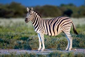 Burchells Zebra