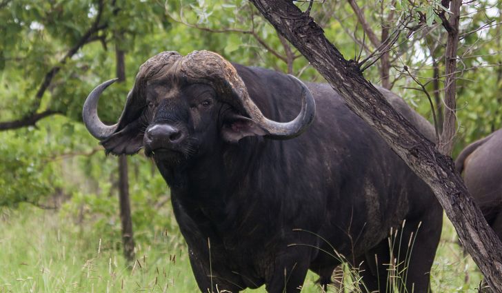 Cape Buffalo