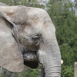 African veldt