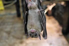 Animals of the Night