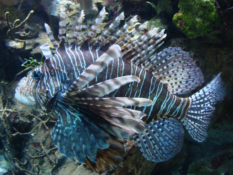 Aquarium