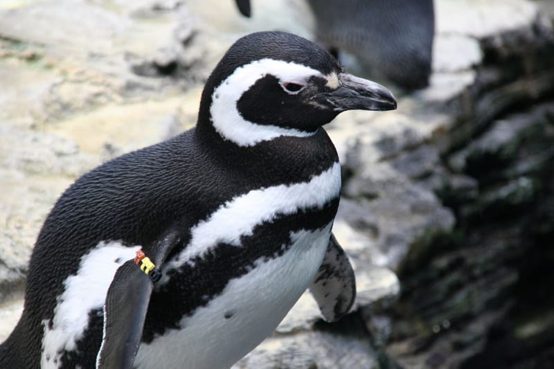 Penguin Rock