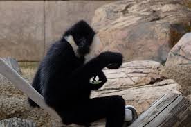 Primate Canyon