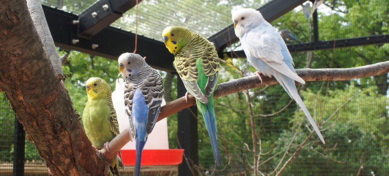 The Budgie House