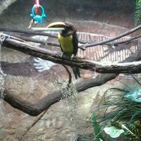 Tropical Bird House