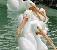 Pelican Pool