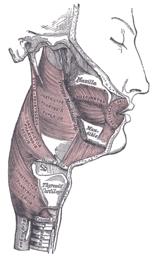 Gardło image