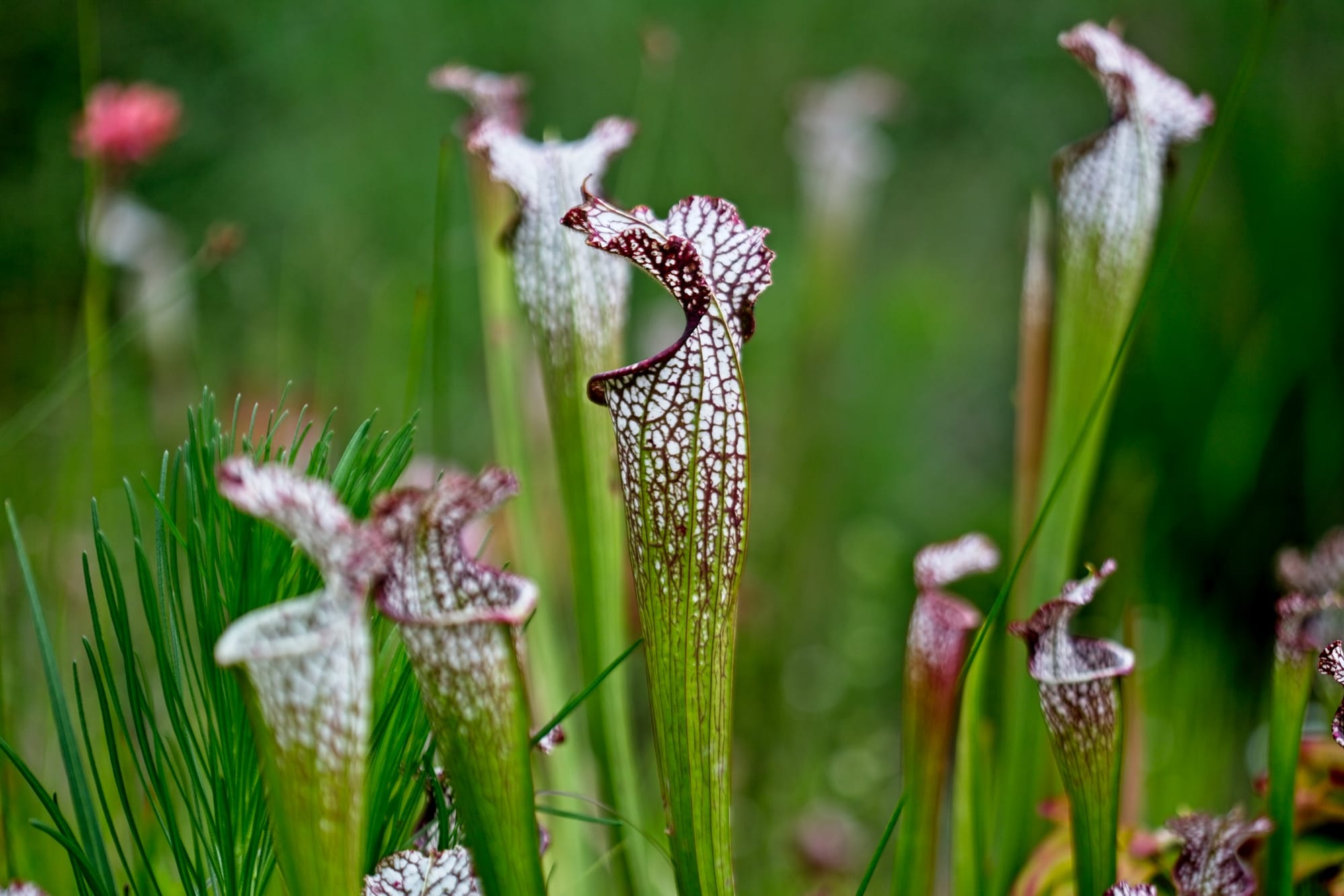 3. THE BEAUTIFUL LOOKING PITCHER