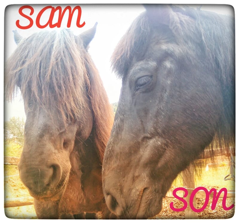 SAM  SON