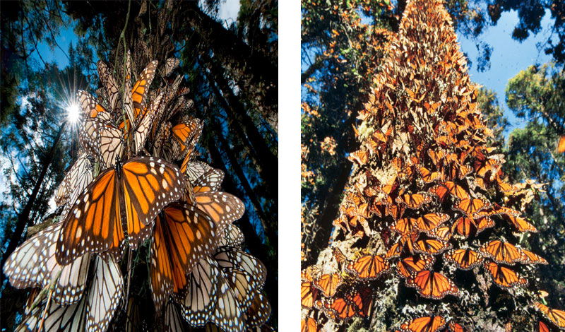 Mariposas Monarcas en Michoacán