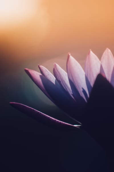 I Know What I Like – But I Don&#039;t Know What I Like image