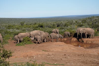 Addo Photo Safari image