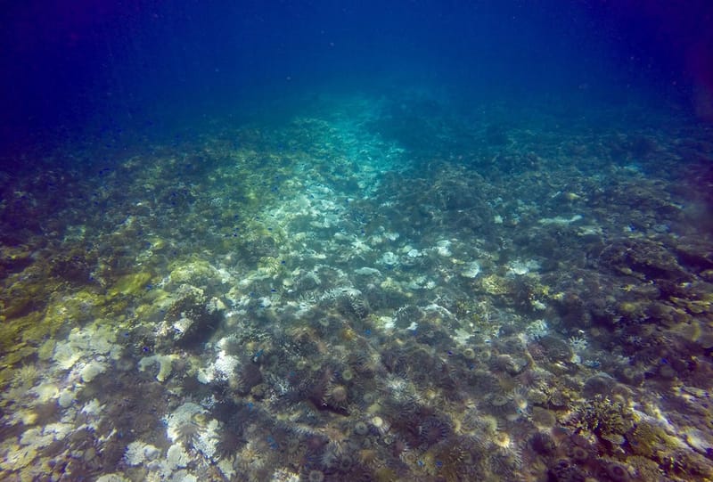 A Voracious Starfish Is Destroying the Great Barrier Reef