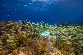 The Great Barrier Reef is under siege