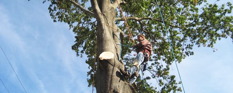 Expert Tree Cutting Gold Coast