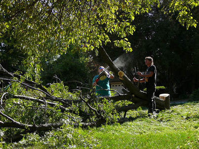 ​Trusted Stump Grinding Gold Coast Services