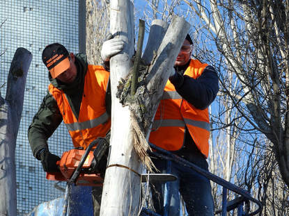 Tree Pruning Services with Care