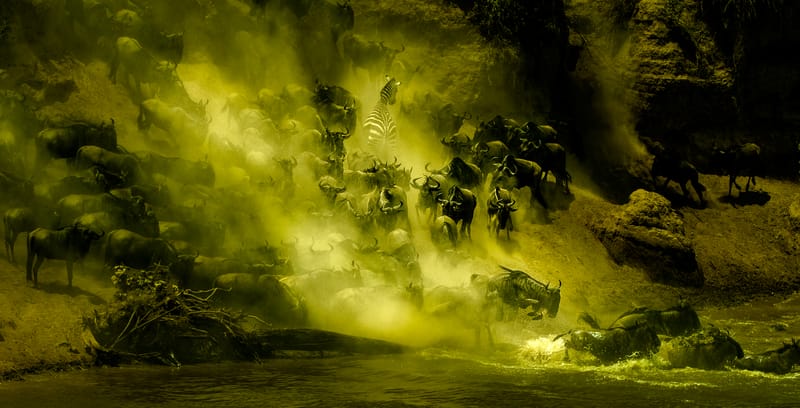 Great Wildebeest Migration August 2019 | 8 Days 7 Nights