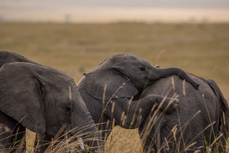 Walking with Ellies Safari - Umani Springs Option | 7 Days 6 Nights