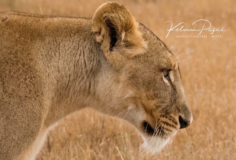 Nairobi National Park Tour