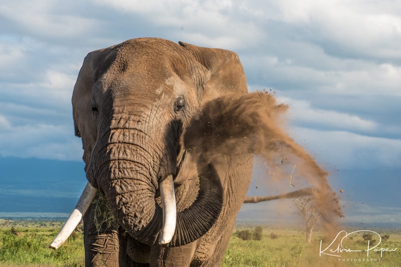 Amboseli Safari Package 3 Days 2 Nights