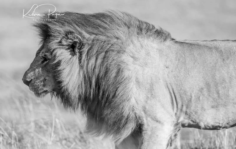 Maasai Mara Budget Safari | 3 Days 2 Nights