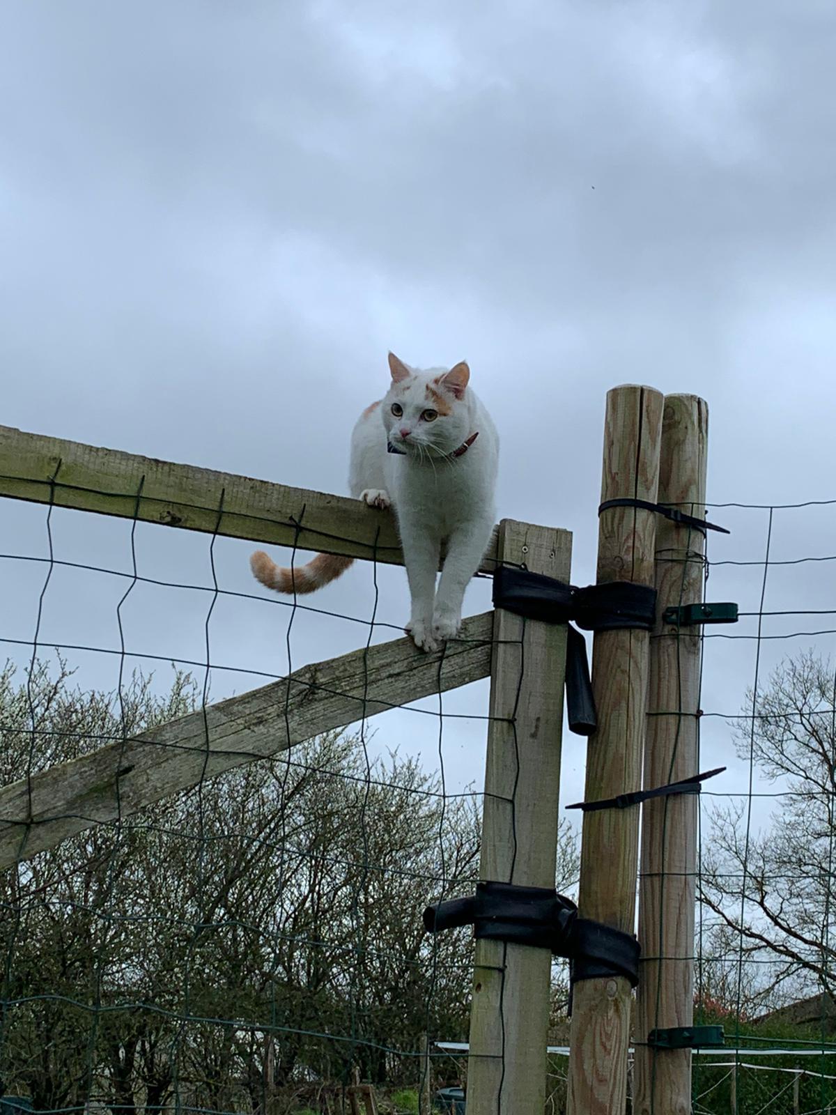 Manolo, le chat de la maison