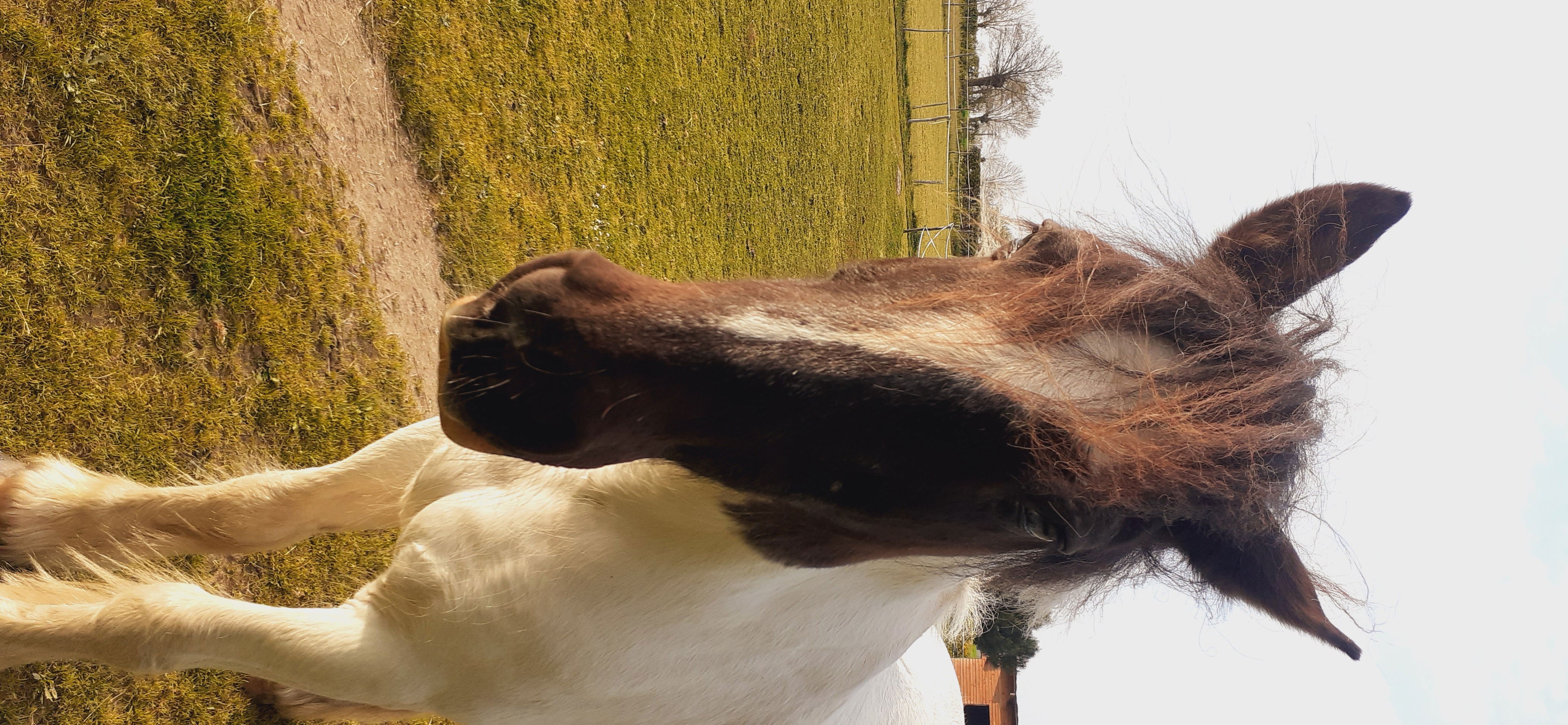 Murphy, le bel Irish cob