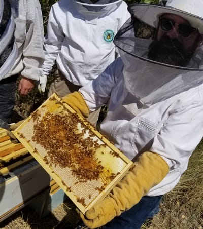 Hive Inspections