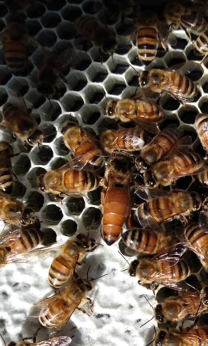 December Club Meeting