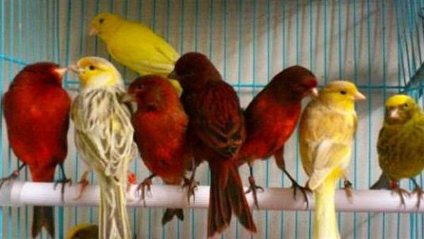 مشاريع الربح من تربية الطيور