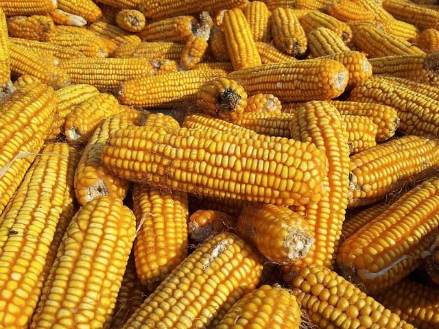 Aliments Transgènics