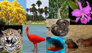 Flora y fauna