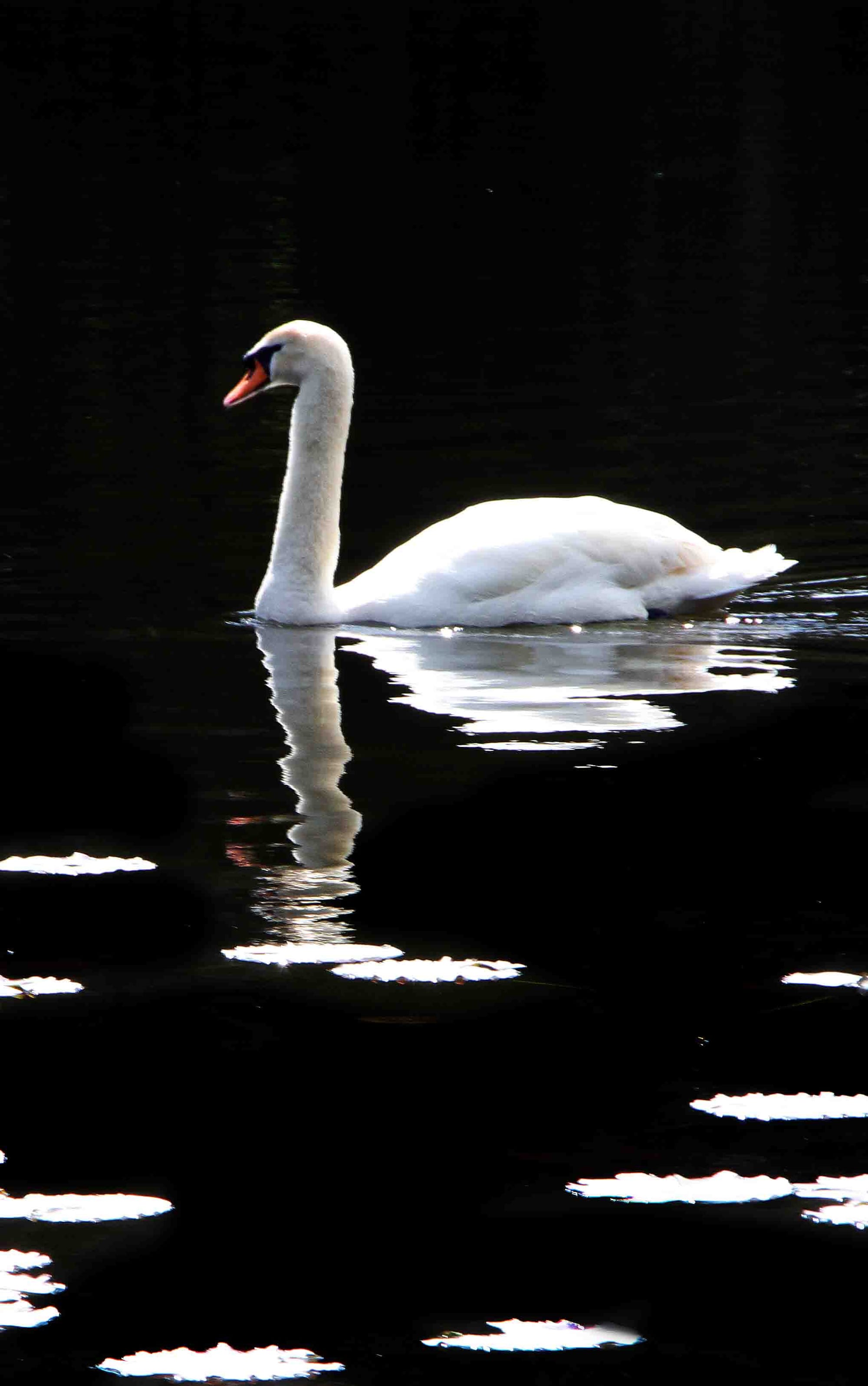 Virginia Lake Wanganui