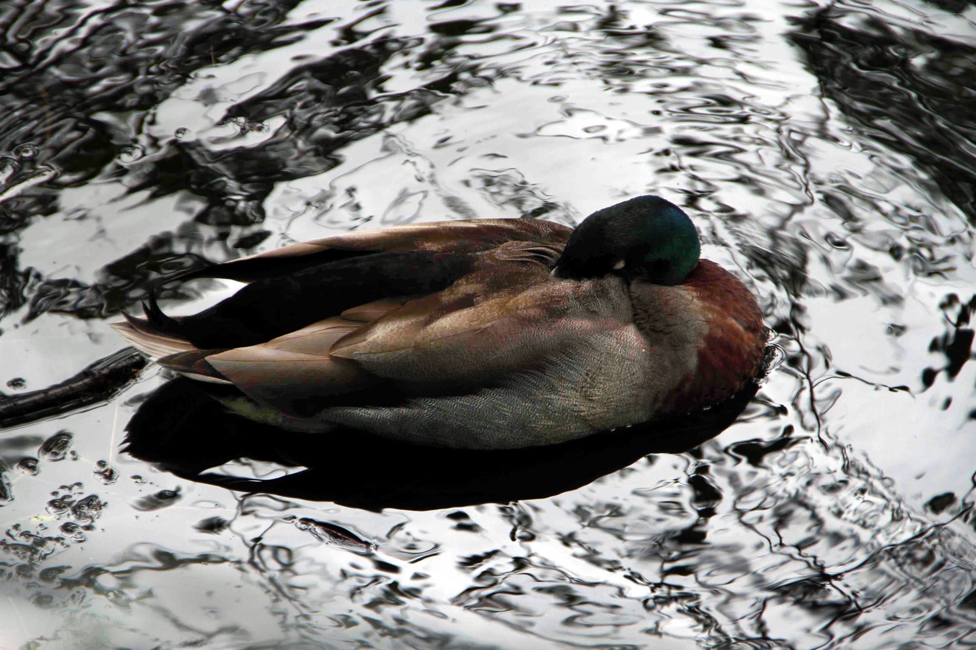Virginia Lake Wanganui