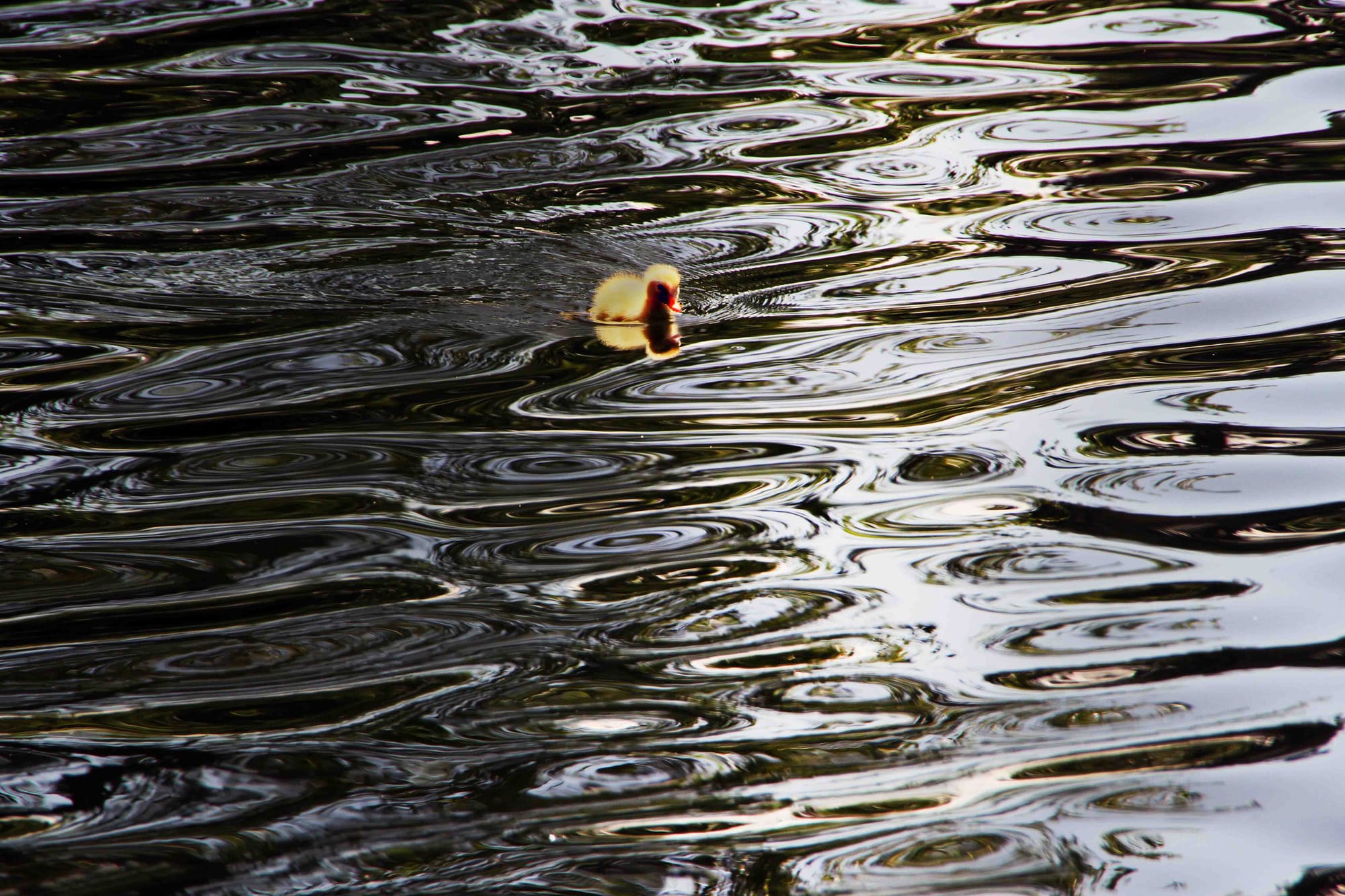 Virginia Lake Wanganui