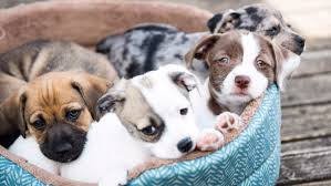 ACCIONES PLANIFICADAS