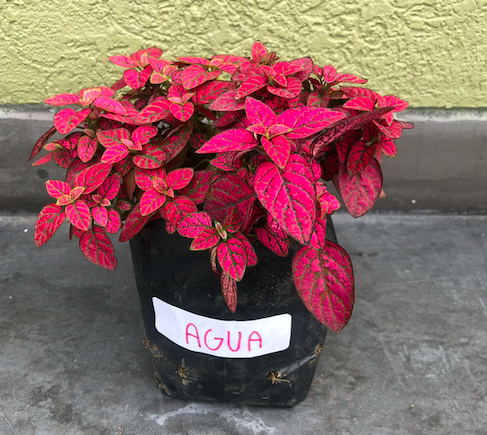 Cuidado de Plantas y los Efectos de los Contaminantes sobre Ellas ☘️