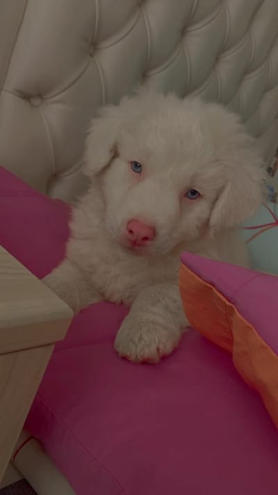 adoptar un cachorro