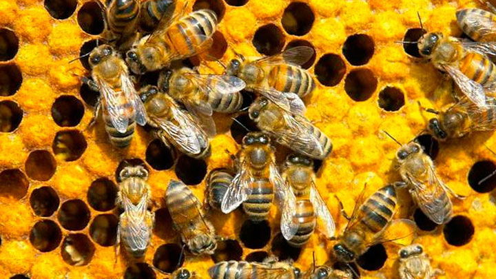 Un estudio científico vincula la desaparición de abejas con un tipo de insecticidas